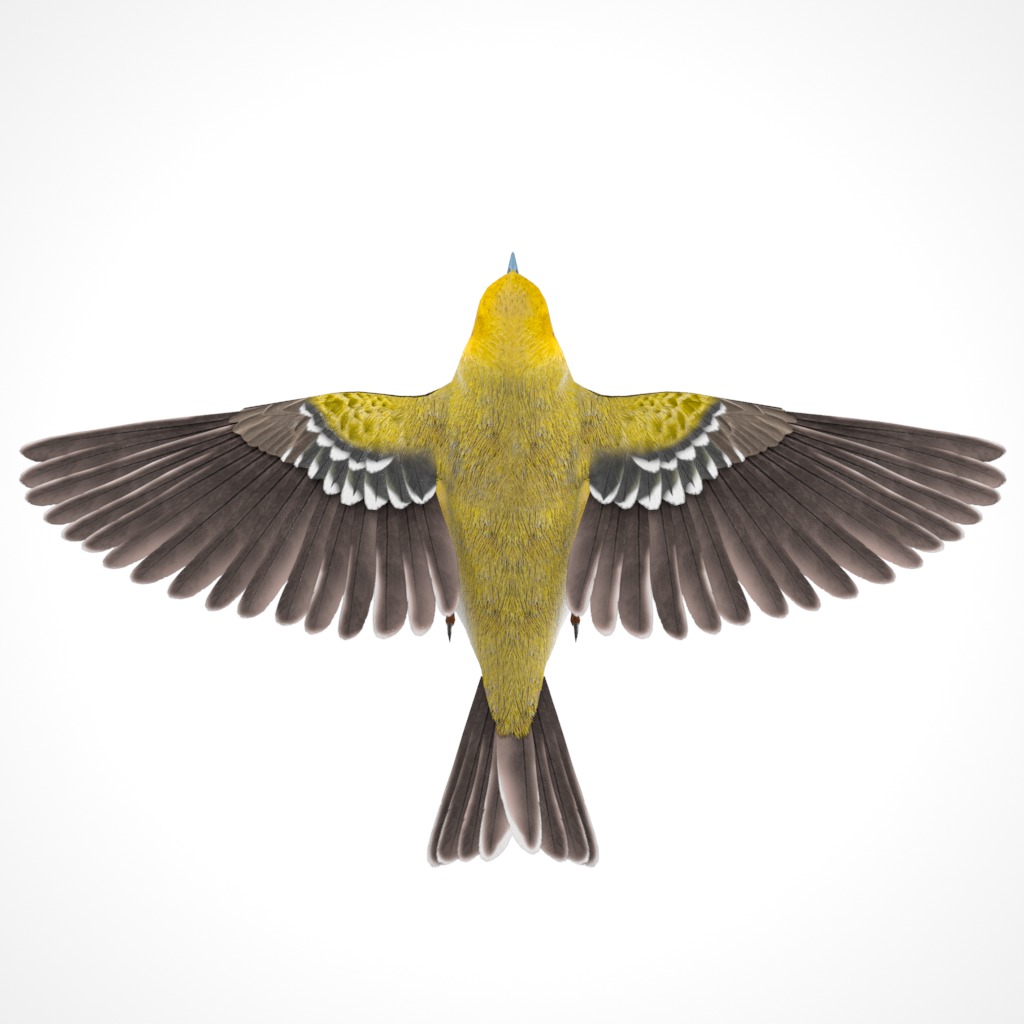 3D Bird Pack Pine Warbler Male and Female Low-poly 3D model Low-poly 3D model_12