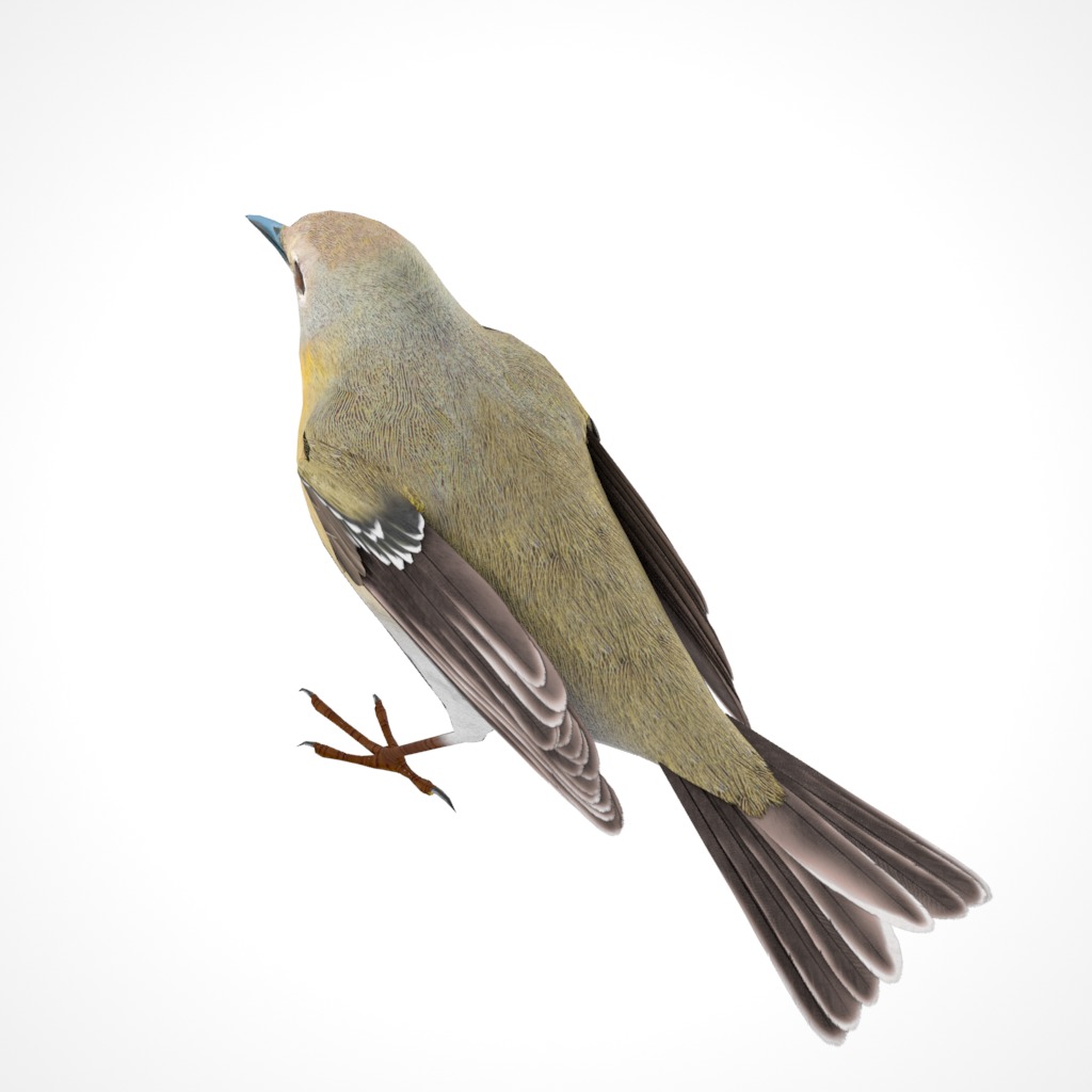 3D Bird Pack Pine Warbler Male and Female Low-poly 3D model Low-poly 3D model_15