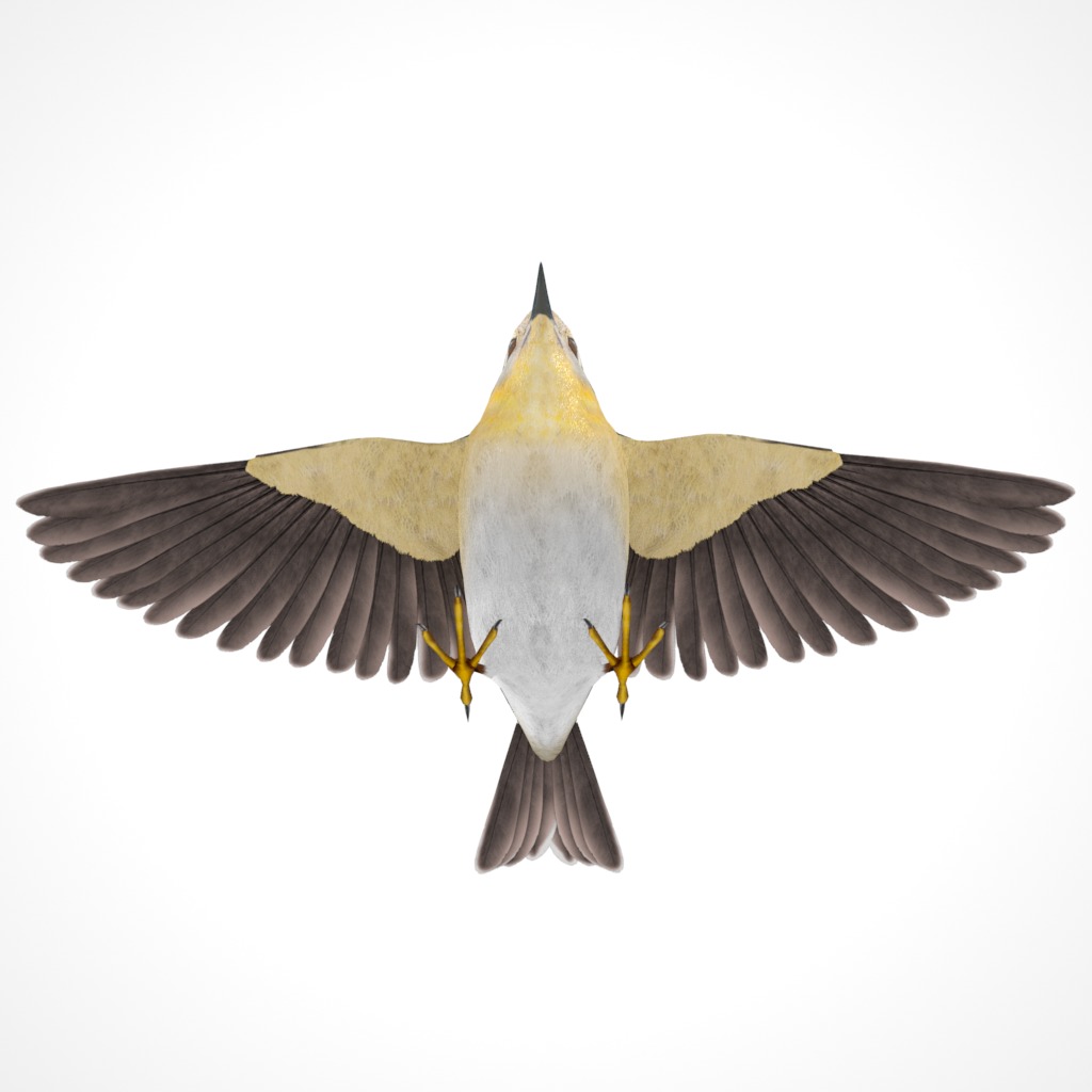 3D Bird Pack Pine Warbler Male and Female Low-poly 3D model Low-poly 3D model_13