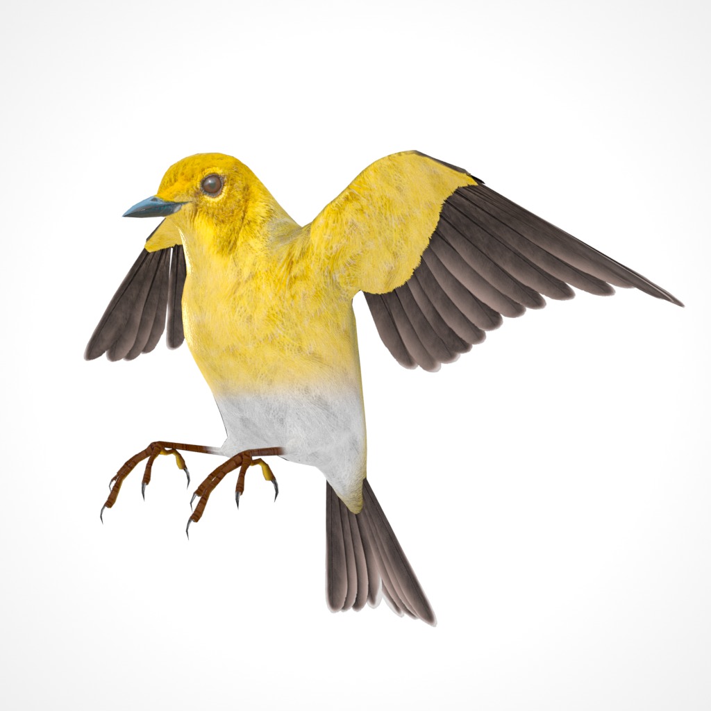 3D Bird Pack Pine Warbler Male and Female Low-poly 3D model Low-poly 3D model_28