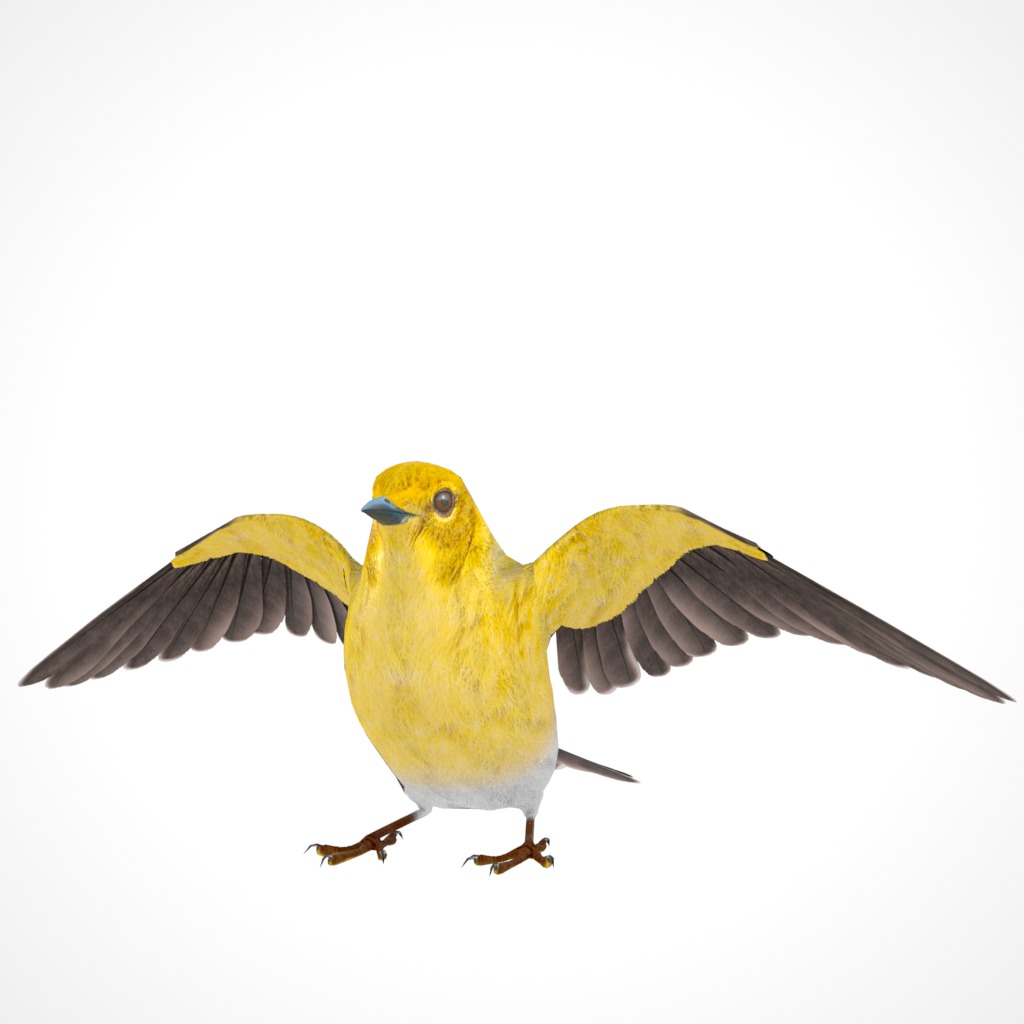3D Bird Pack Pine Warbler Male and Female Low-poly 3D model Low-poly 3D model_24