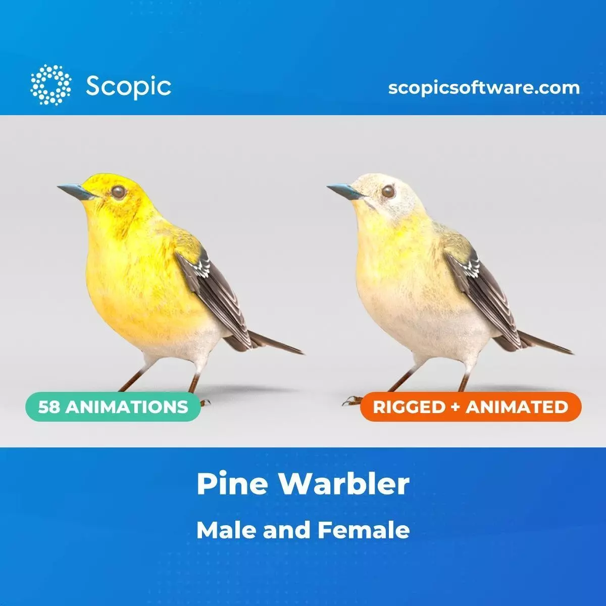 3D Bird Pack Pine Warbler Male and Female Low-poly 3D model Low-poly 3D model_0