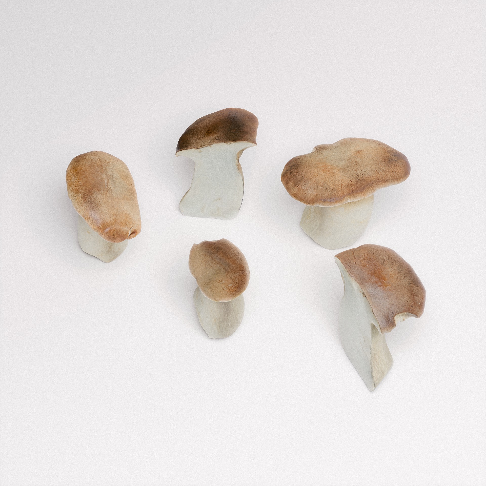 King Oyster Mushroom 3D model_2