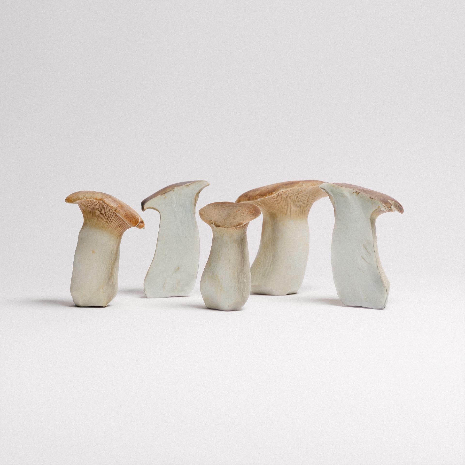 King Oyster Mushroom 3D model_3