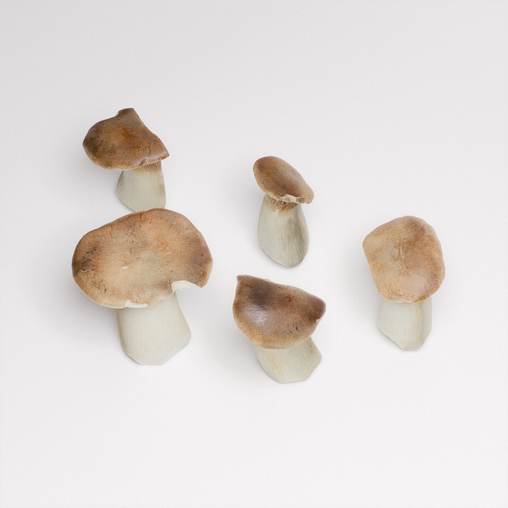 King Oyster Mushroom 3D model_5