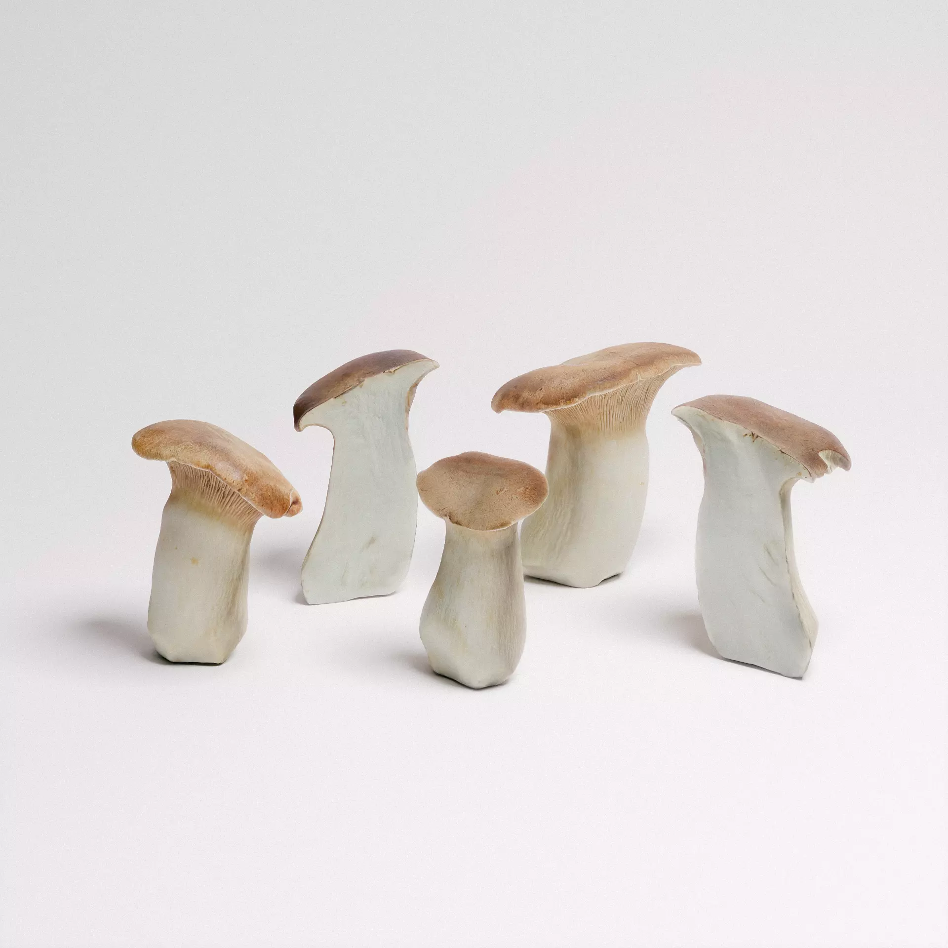 King Oyster Mushroom 3D model_0