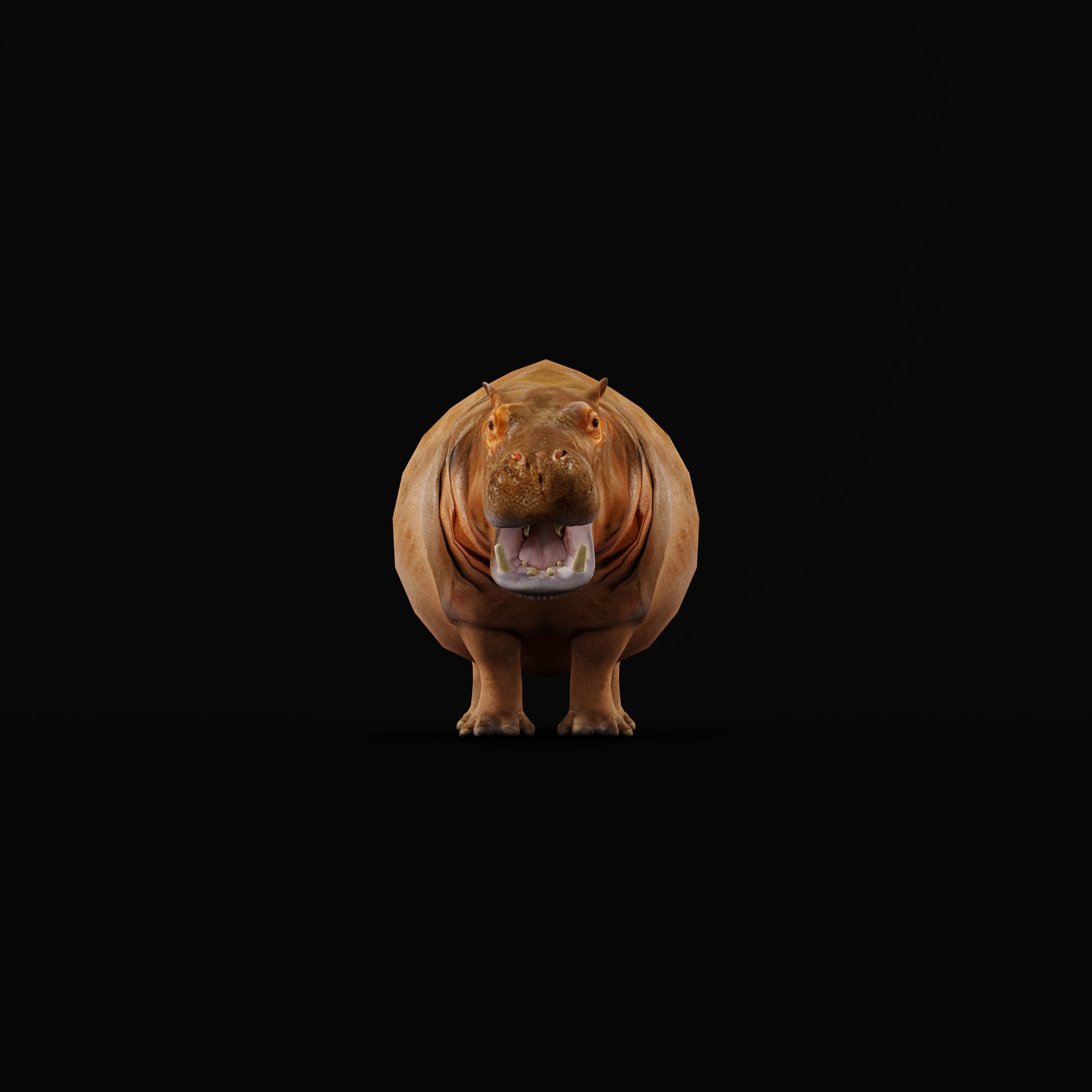 Hippopotamus Amphibius Low-poly 3D model_38