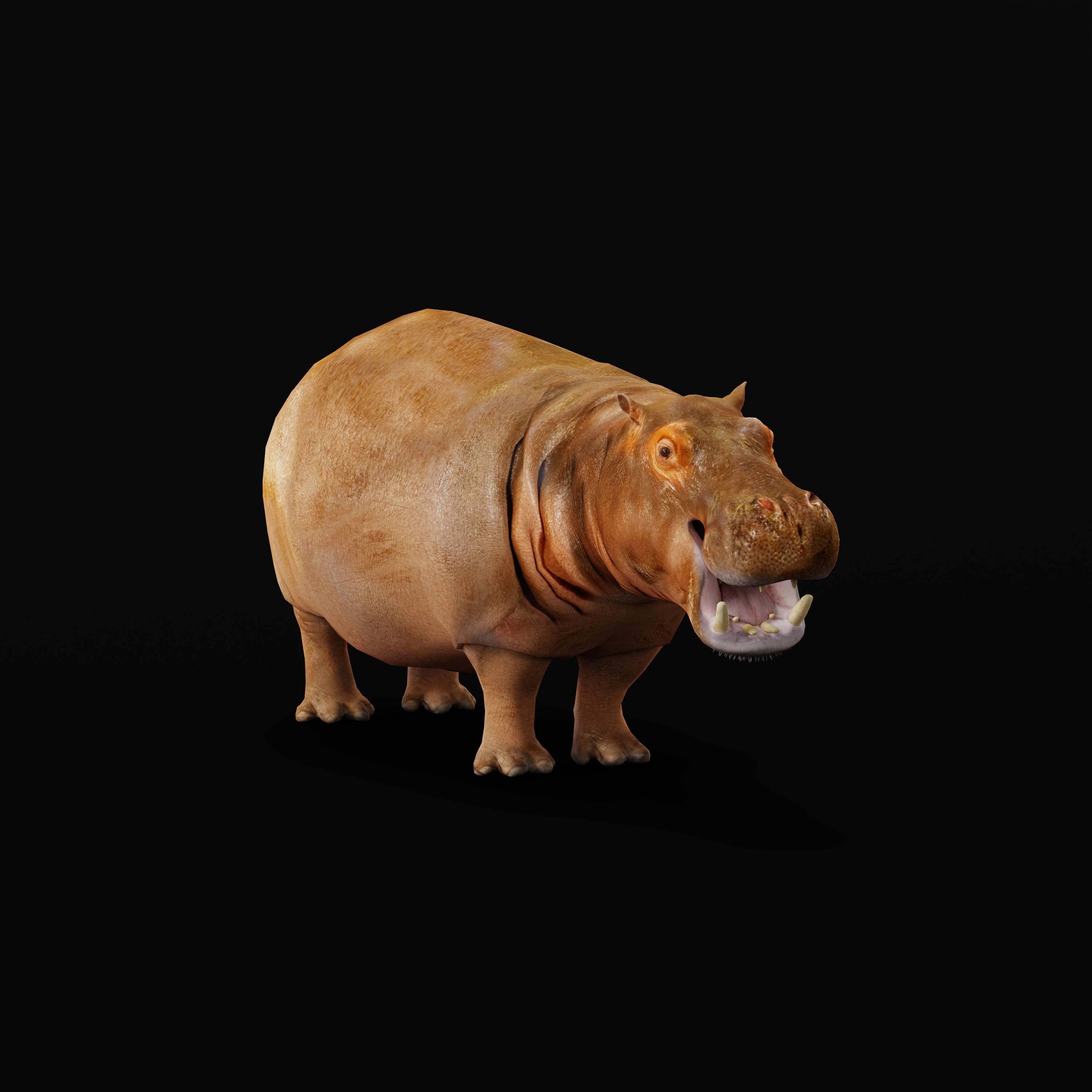 Hippopotamus Amphibius Low-poly 3D model_39
