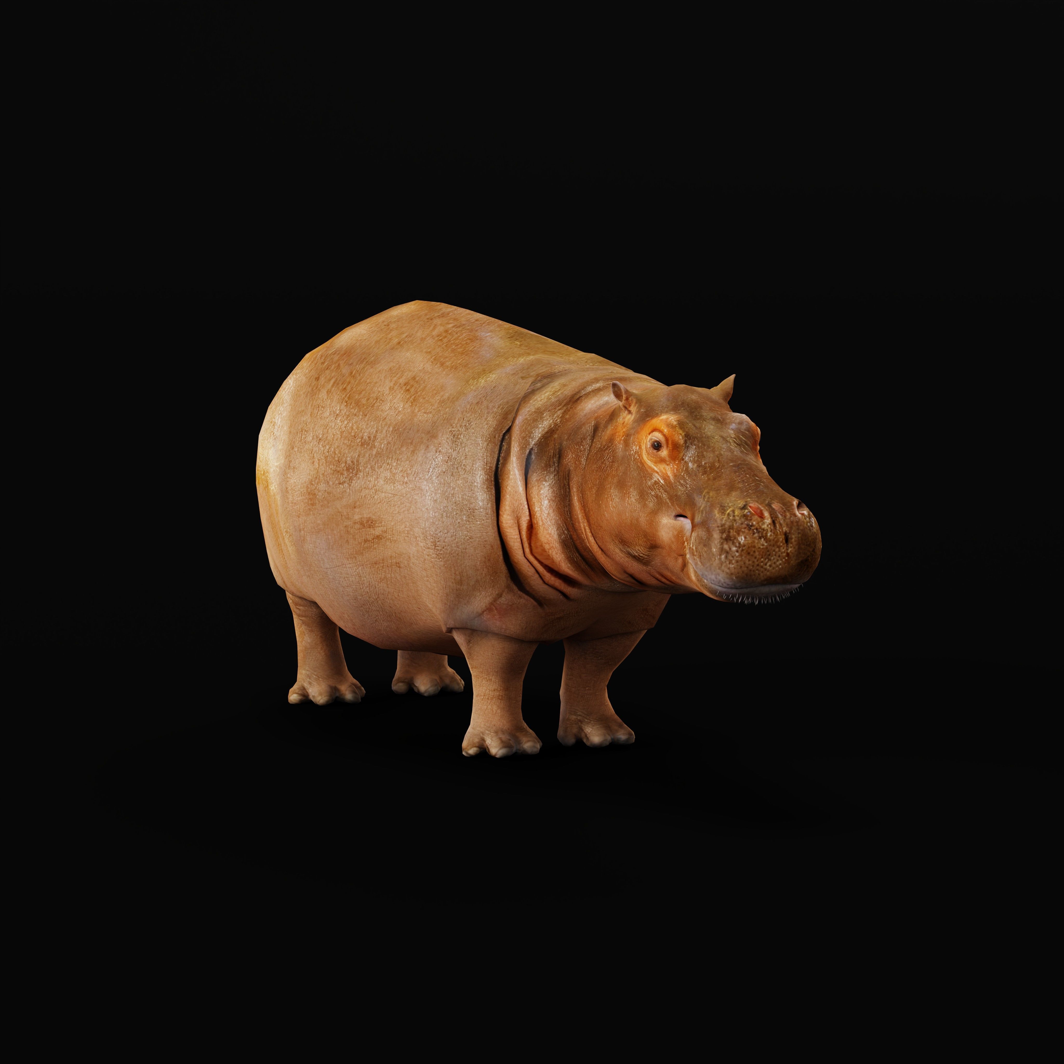 Hippopotamus Amphibius Low-poly 3D model_35
