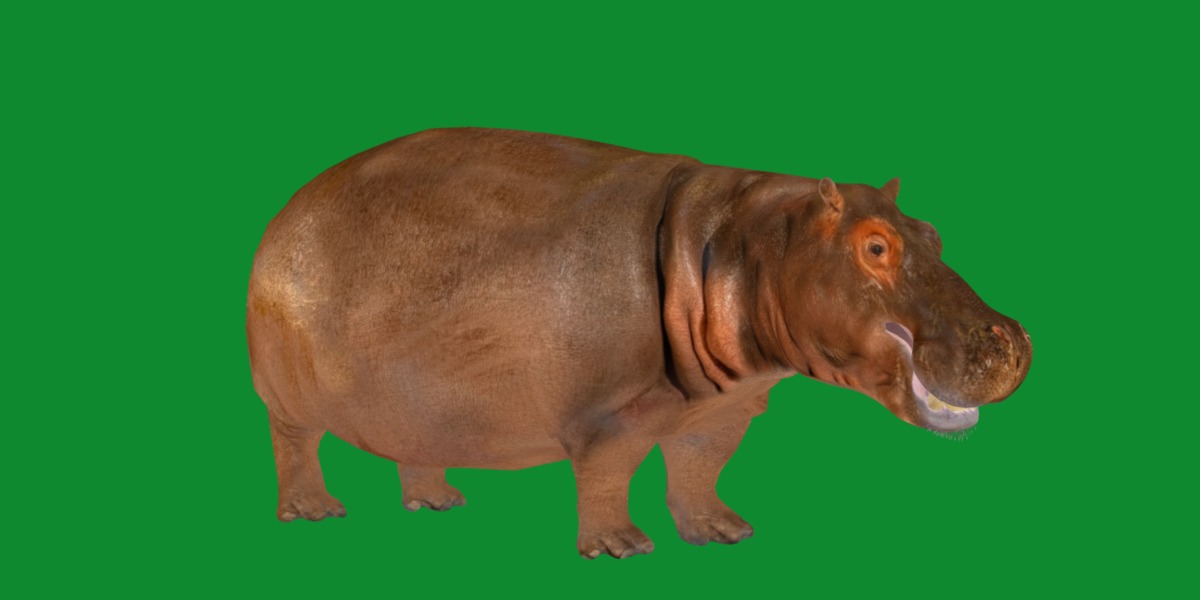 Hippopotamus Amphibius Low-poly 3D model_25