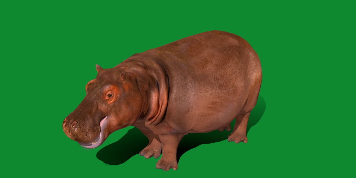 Hippopotamus Amphibius Low-poly 3D model_28