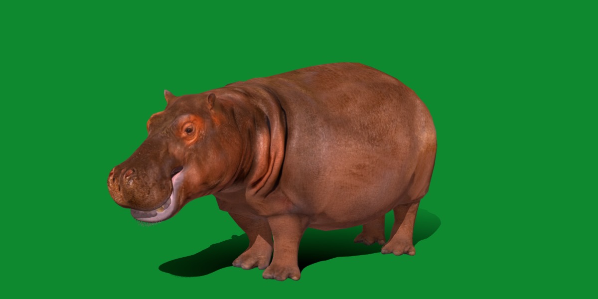 Hippopotamus Amphibius Low-poly 3D model_31