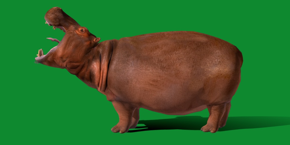 Hippopotamus Amphibius Low-poly 3D model_16