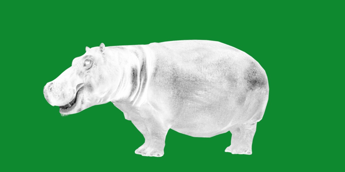 Hippopotamus Amphibius Low-poly 3D model_8