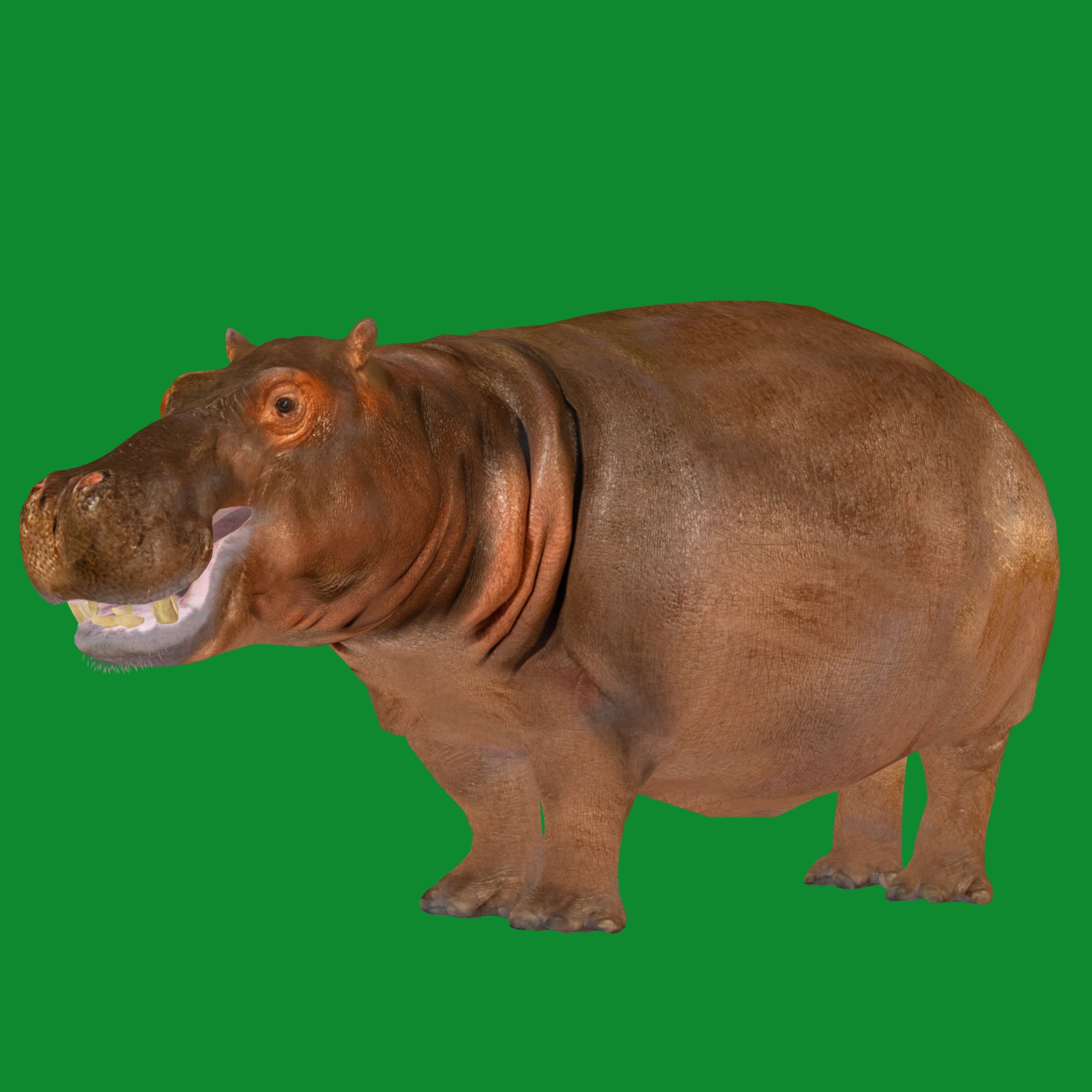 Hippopotamus Amphibius Low-poly 3D model_4