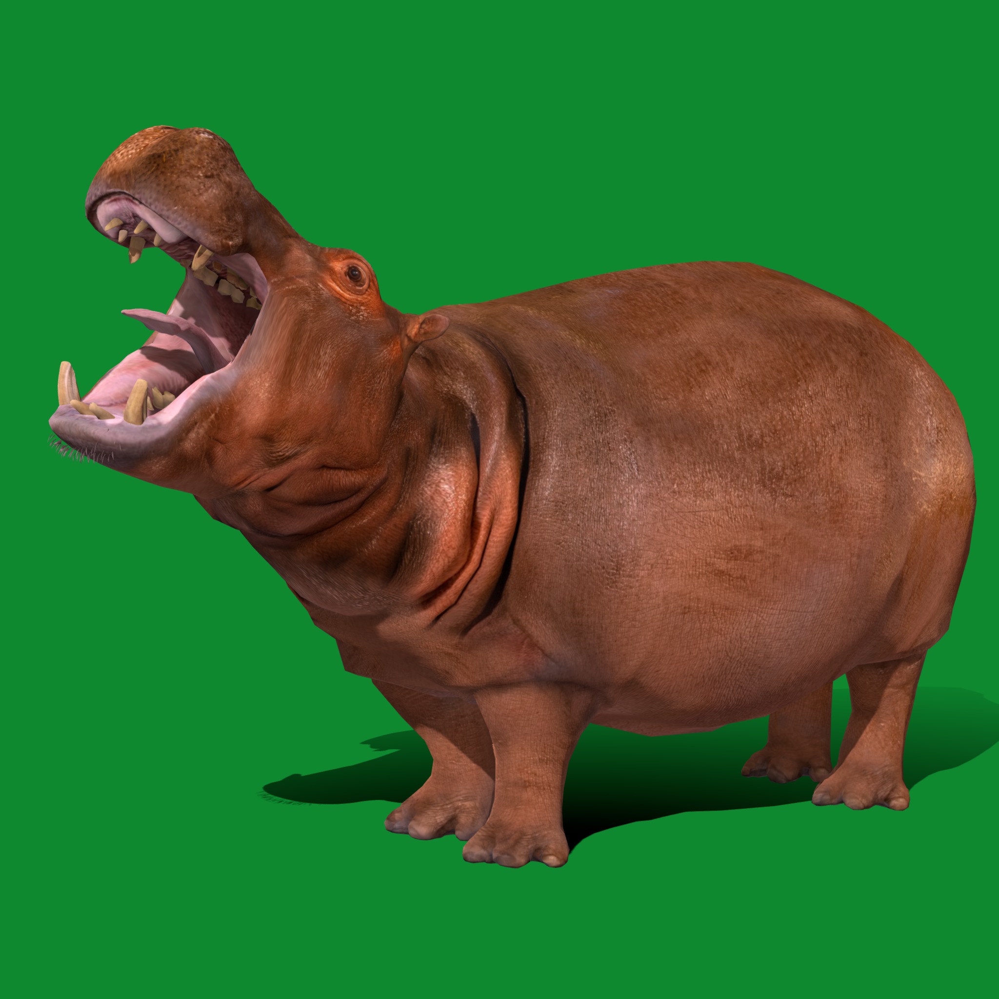 Hippopotamus Amphibius Low-poly 3D model_23