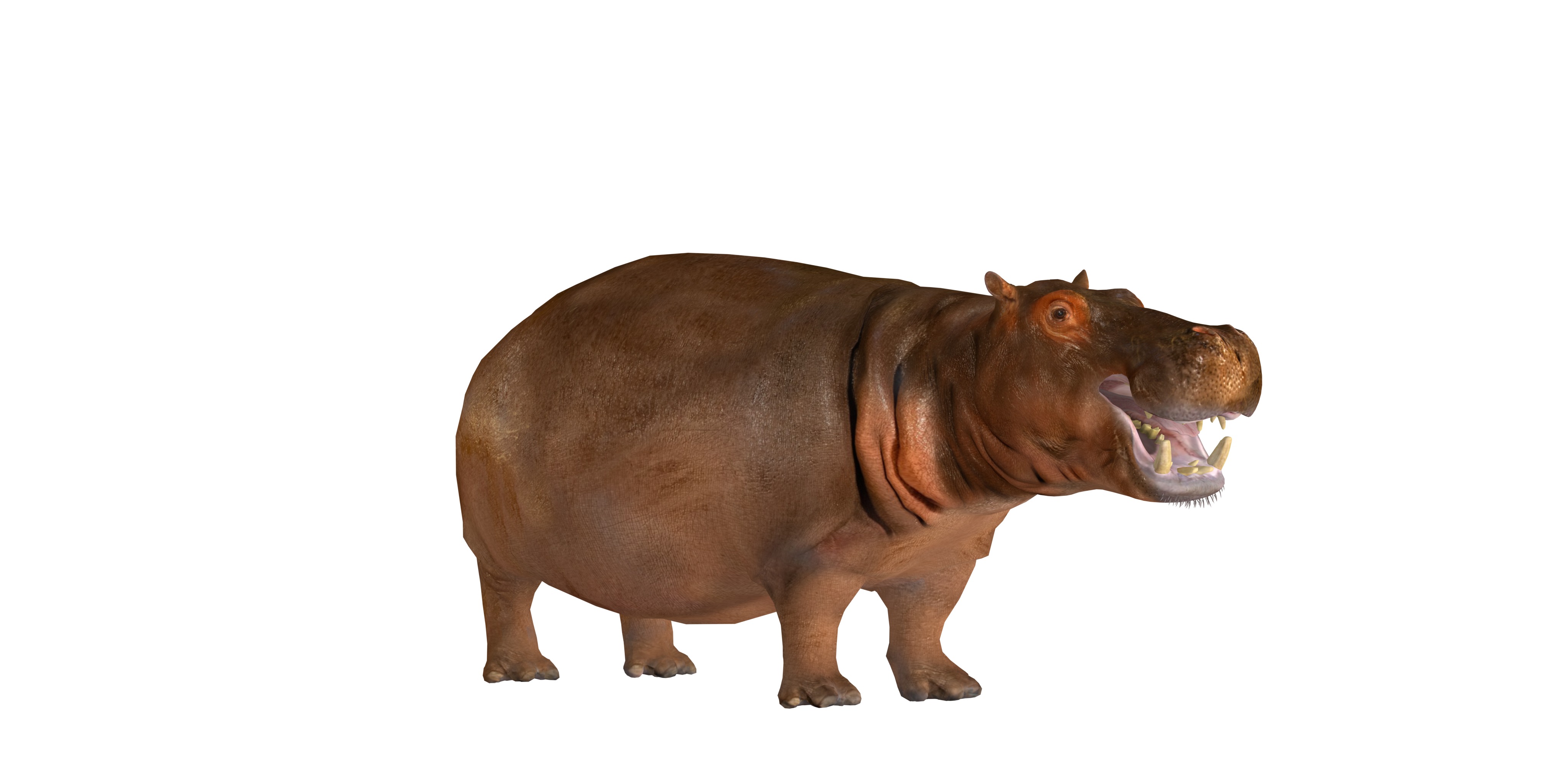 Hippopotamus Amphibius Low-poly 3D model_3