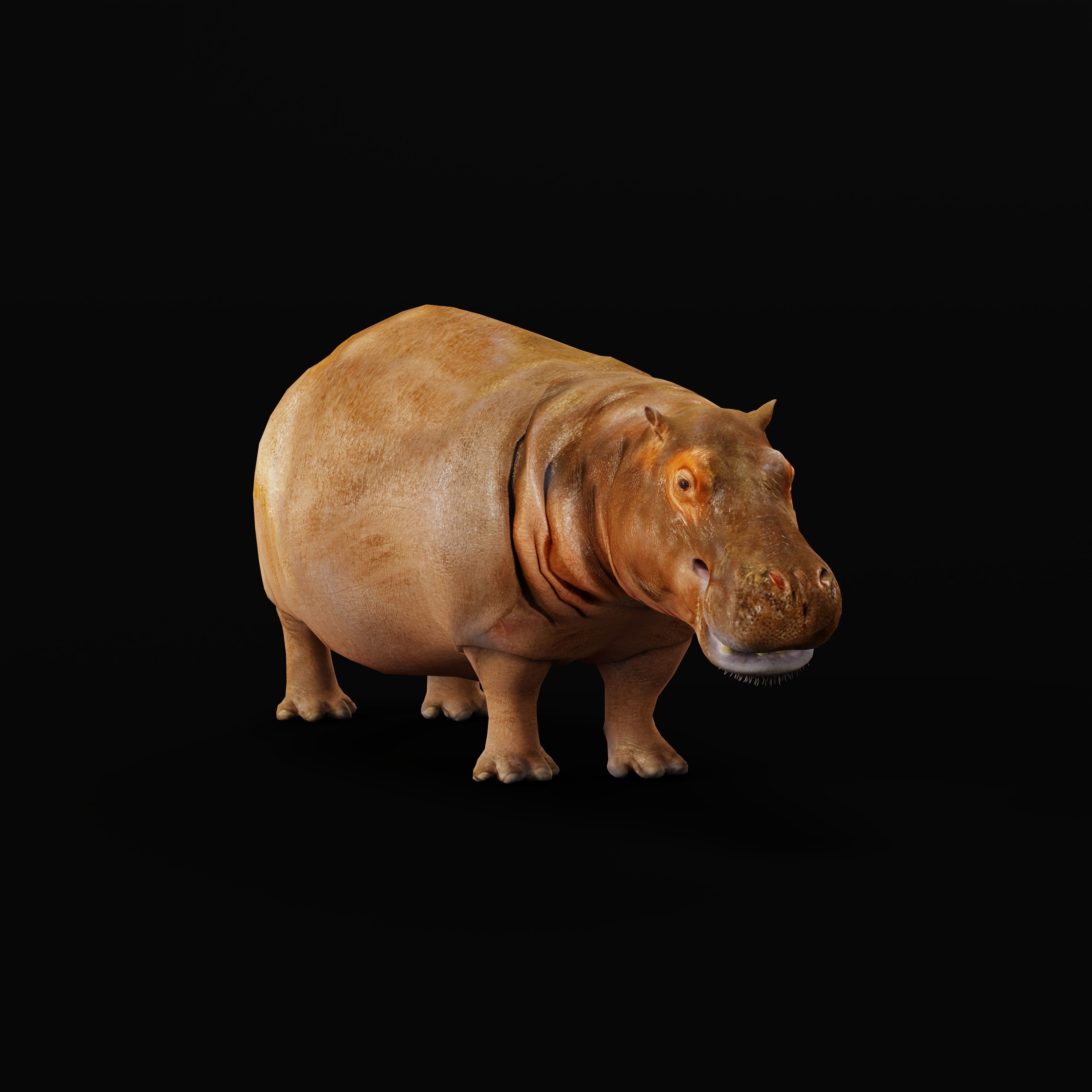 Hippopotamus Amphibius Low-poly 3D model_37