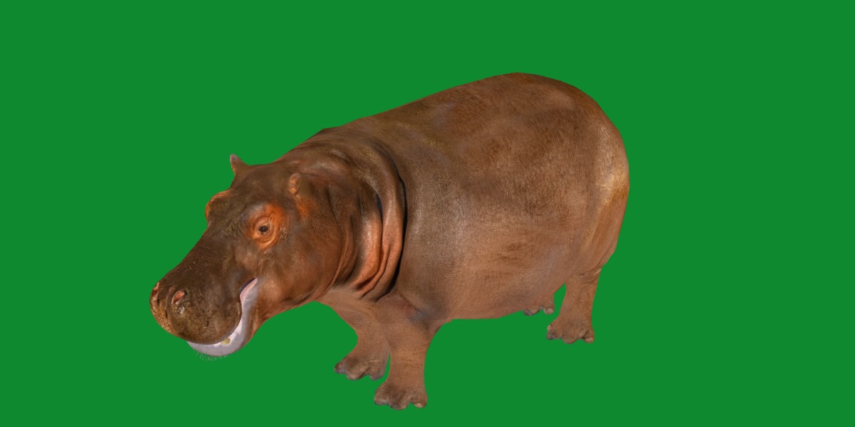 Hippopotamus Amphibius Low-poly 3D model_29