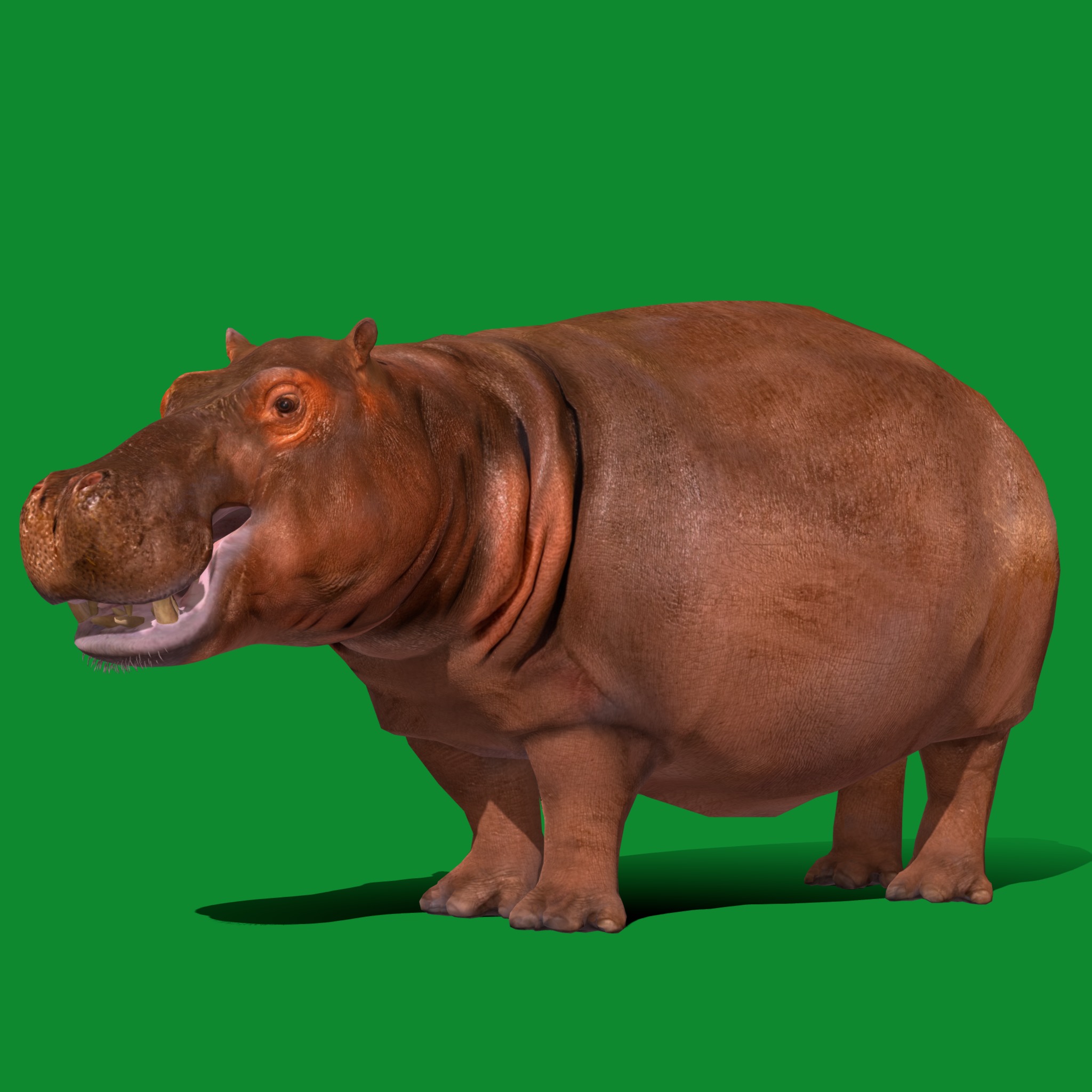 Hippopotamus Amphibius Low-poly 3D model_21
