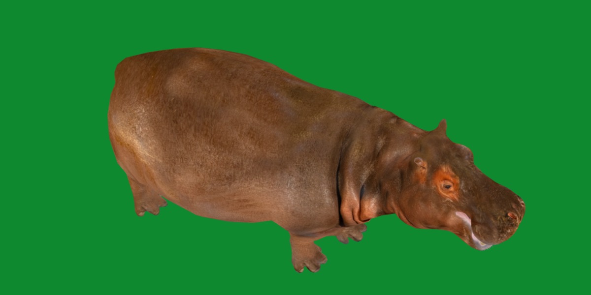 Hippopotamus Amphibius Low-poly 3D model_20