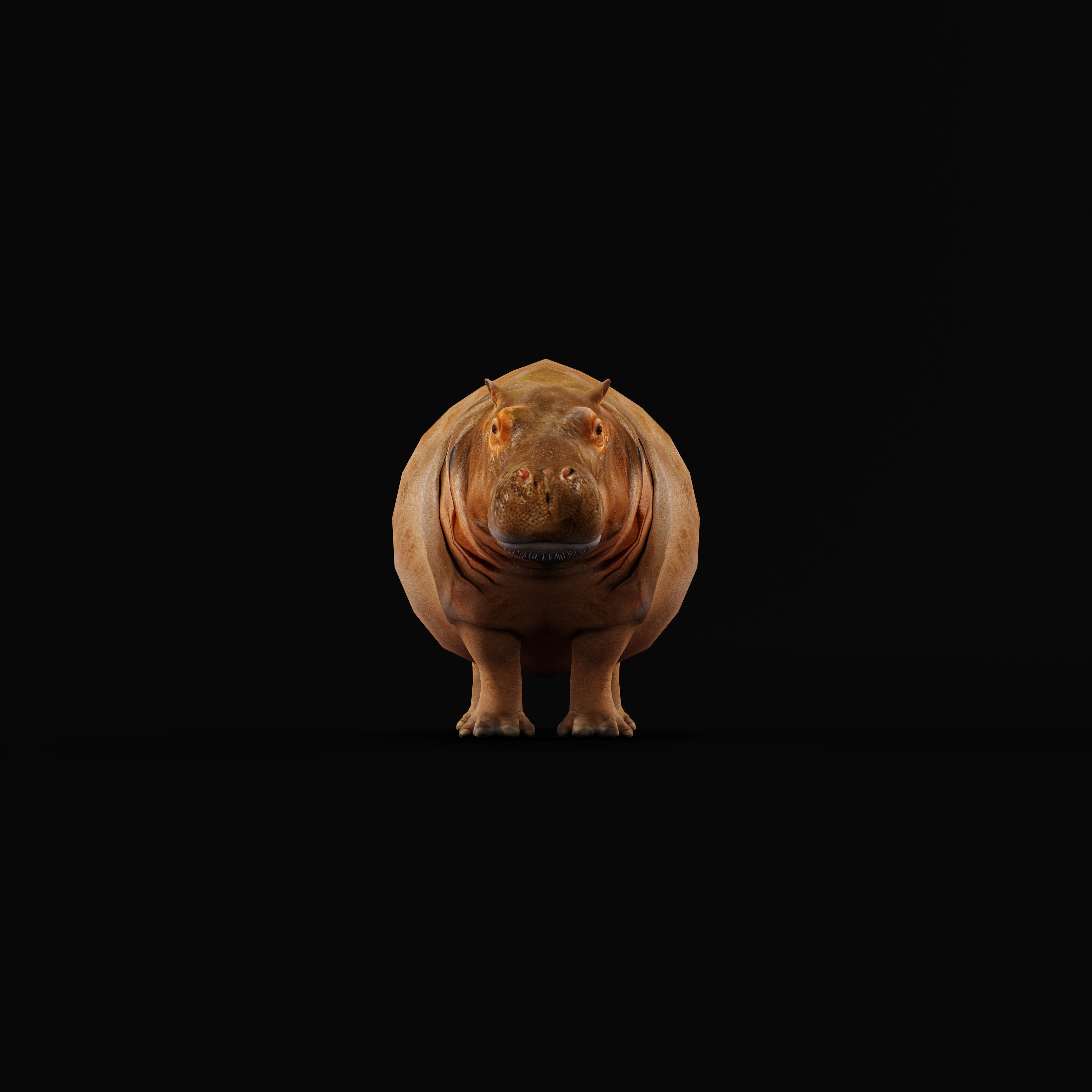 Hippopotamus Amphibius Low-poly 3D model_34