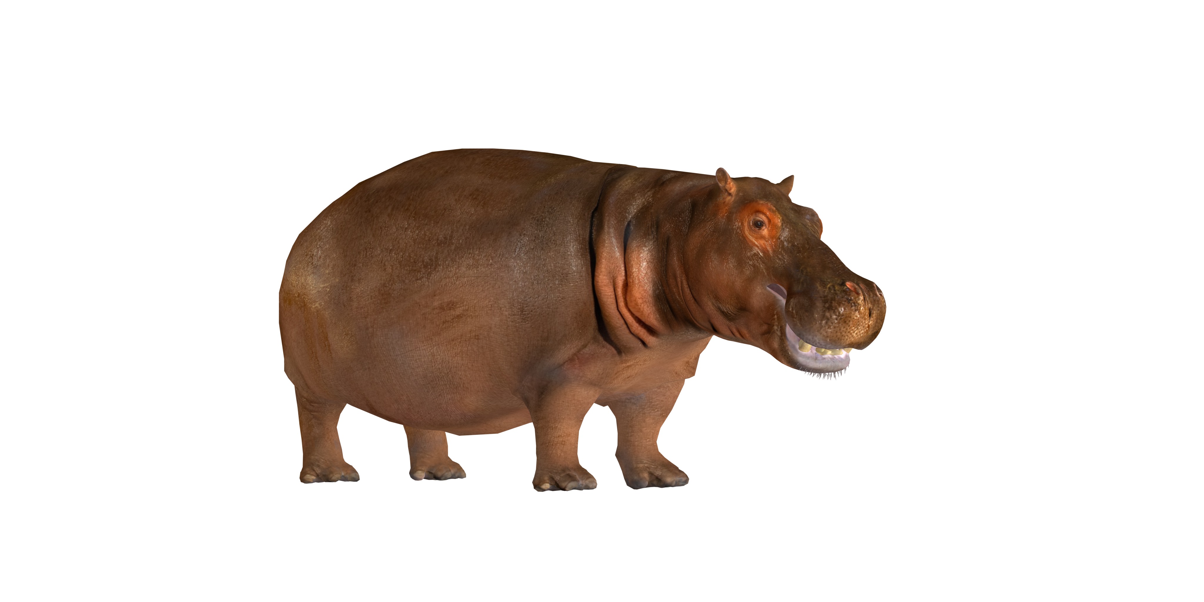 Hippopotamus Amphibius Low-poly 3D model_22