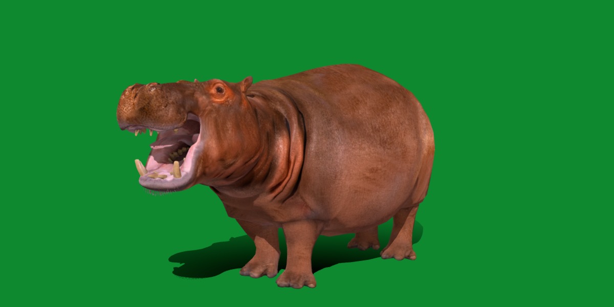 Hippopotamus Amphibius Low-poly 3D model_5