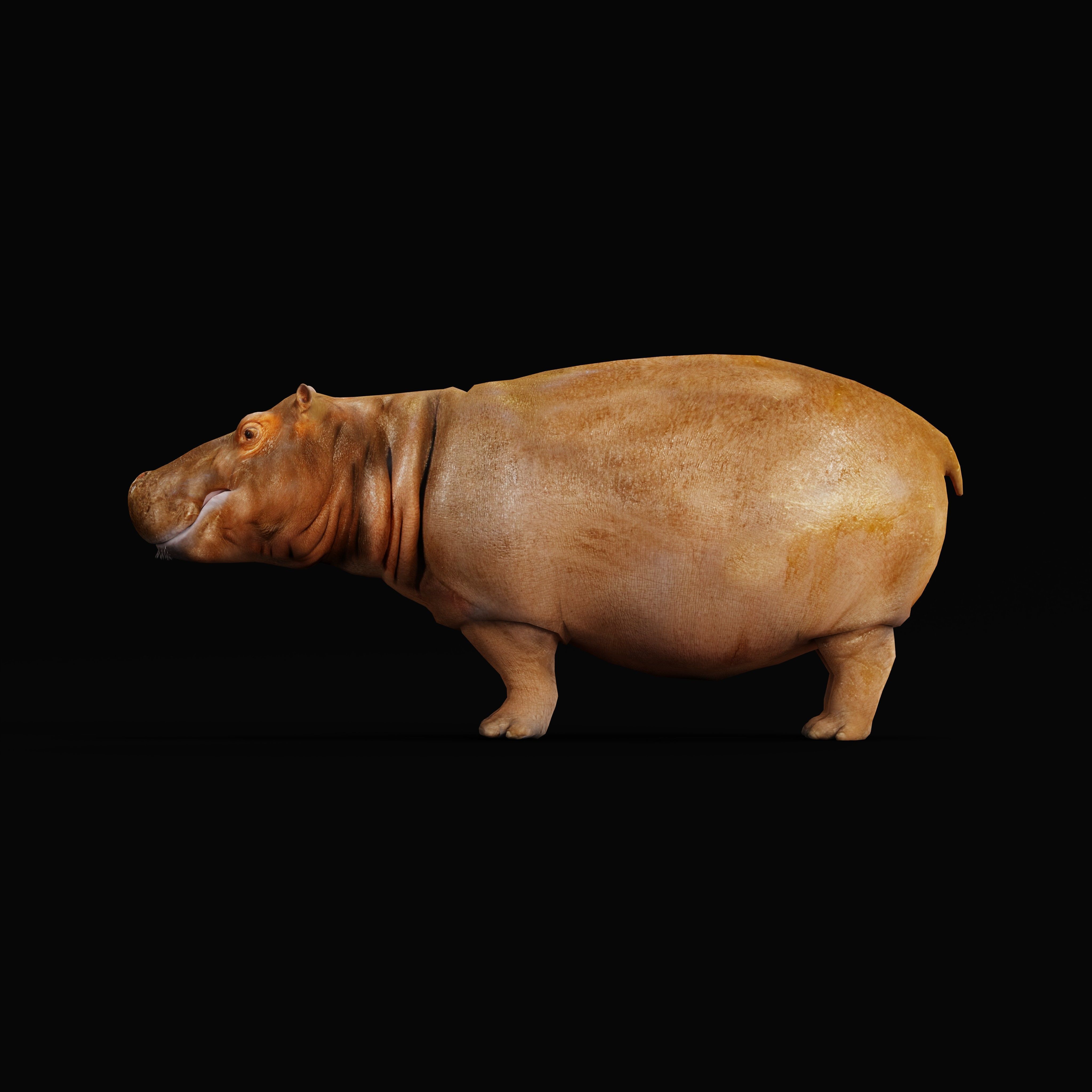 Hippopotamus Amphibius Low-poly 3D model_36