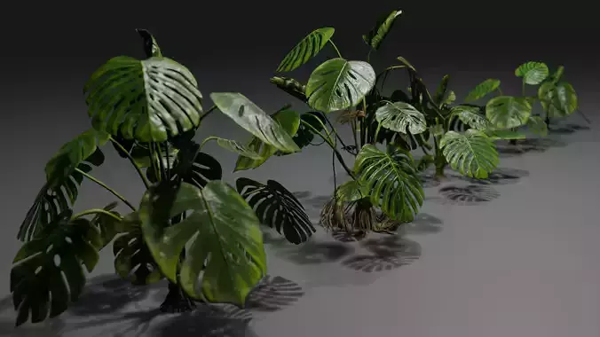 Monstera deliciosa plant Low-poly 3D model