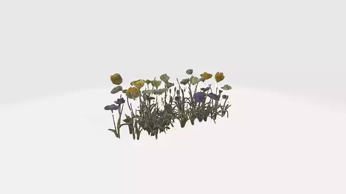 Wildflowers
