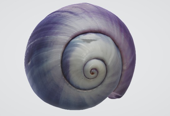 Realistic Snail Detailed 3D Model 3D model_2