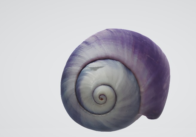 Realistic Snail Detailed 3D Model 3D model_3