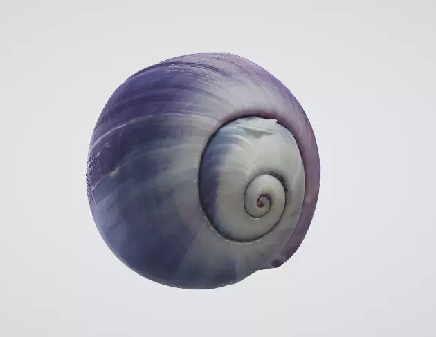 Realistic Snail Detailed 3D Model 3D model_0