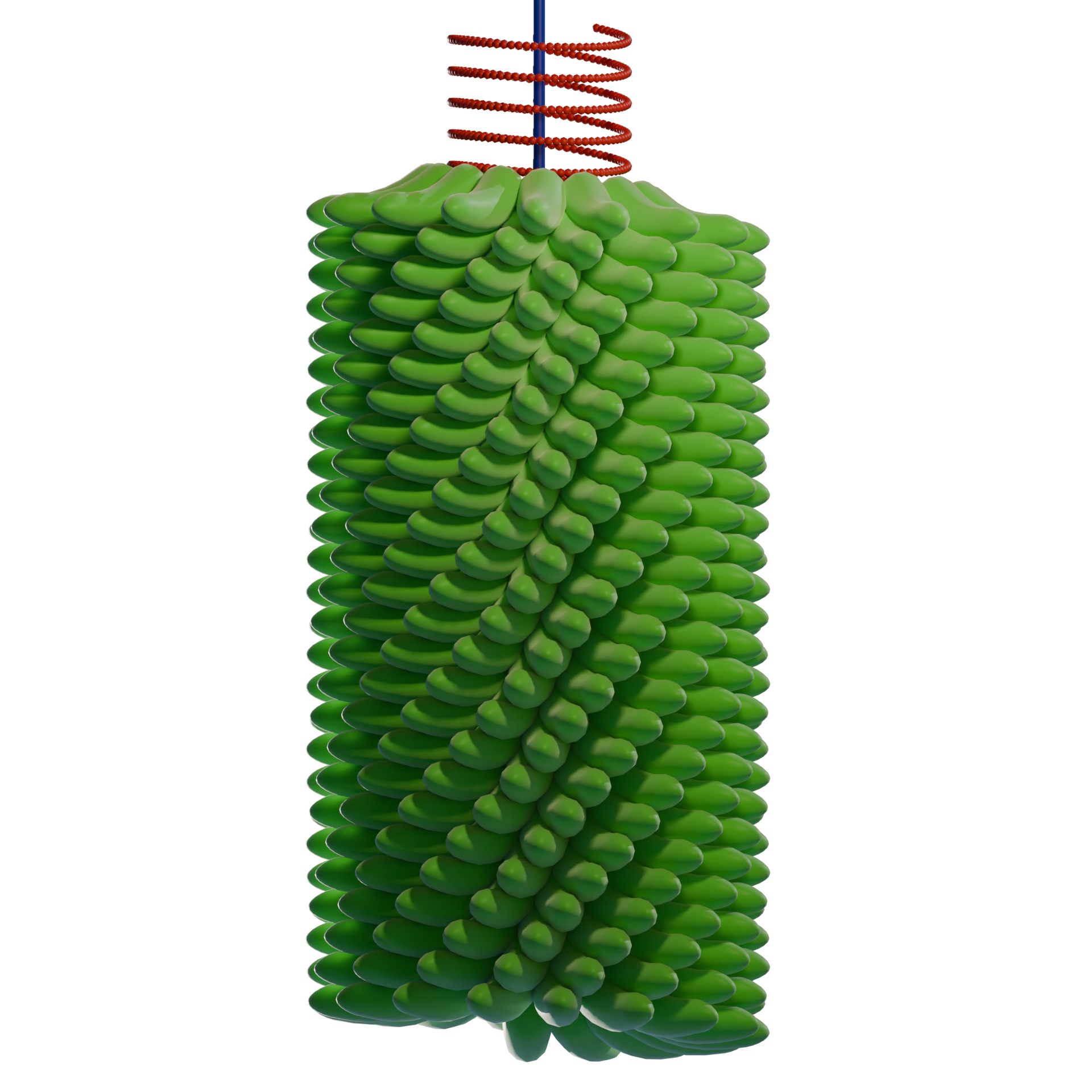 tobacco mosaic virus 3D model_1