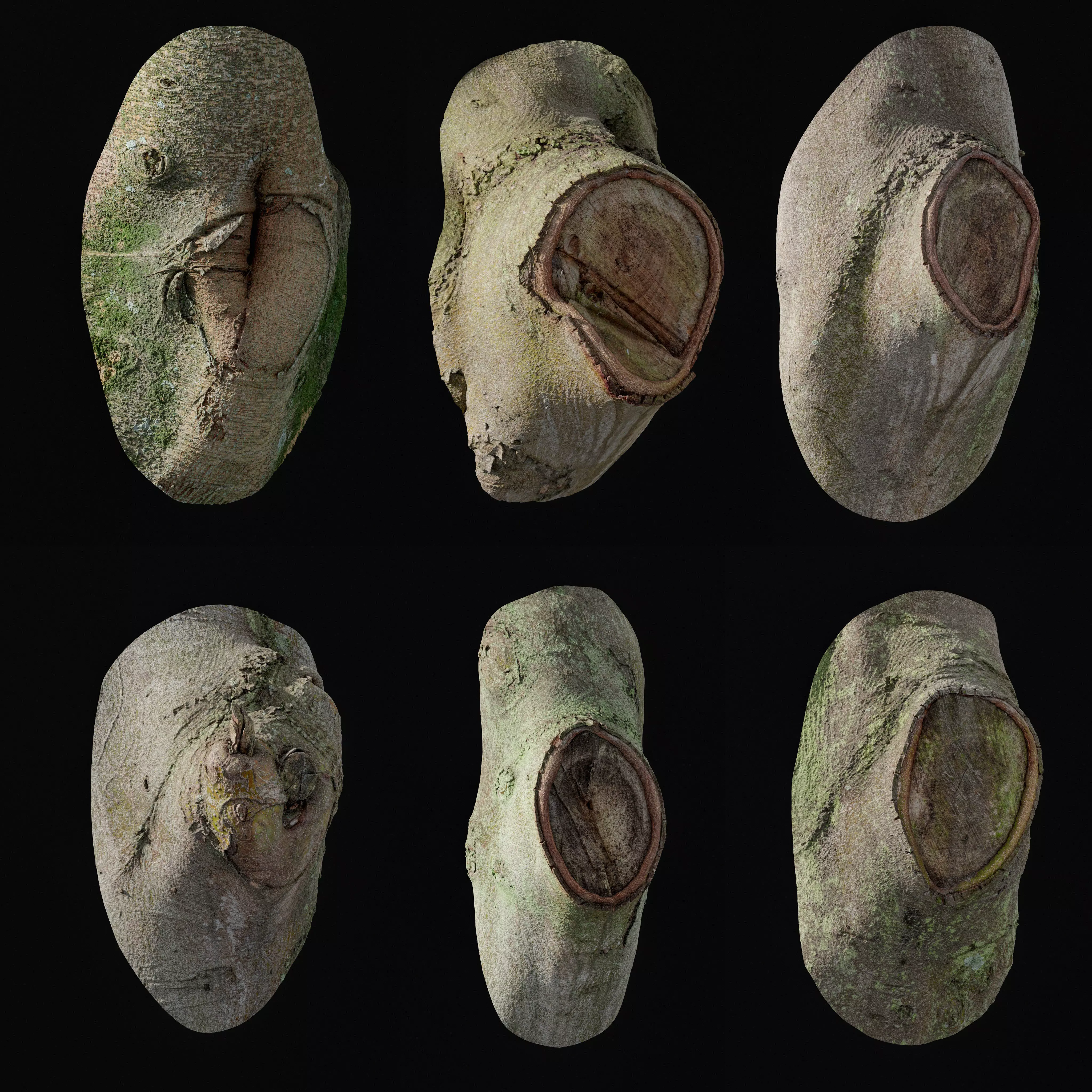 anydrafts Ficus microcarpa Burl Low-poly 3D model