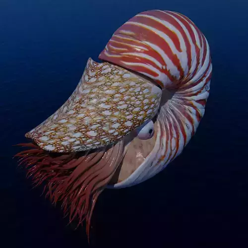 Nautilus