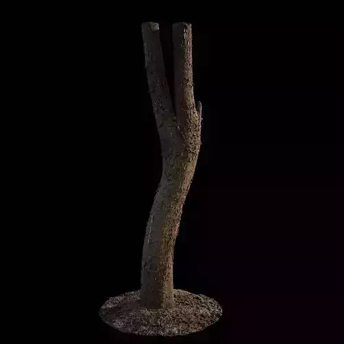 PBRPX Chamaecyparis pisifera Trunk 03