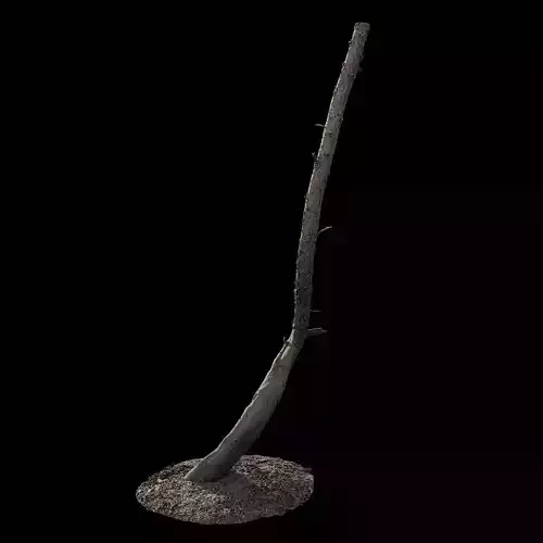 PBRPX Chamaecyparis pisifera Trunk 02