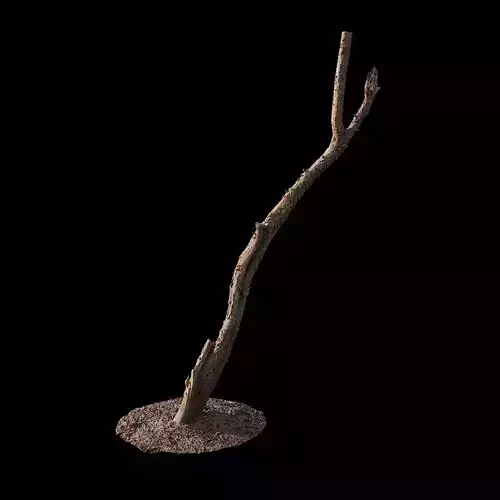 PBRPX Chamaecyparis pisifera Trunk 01