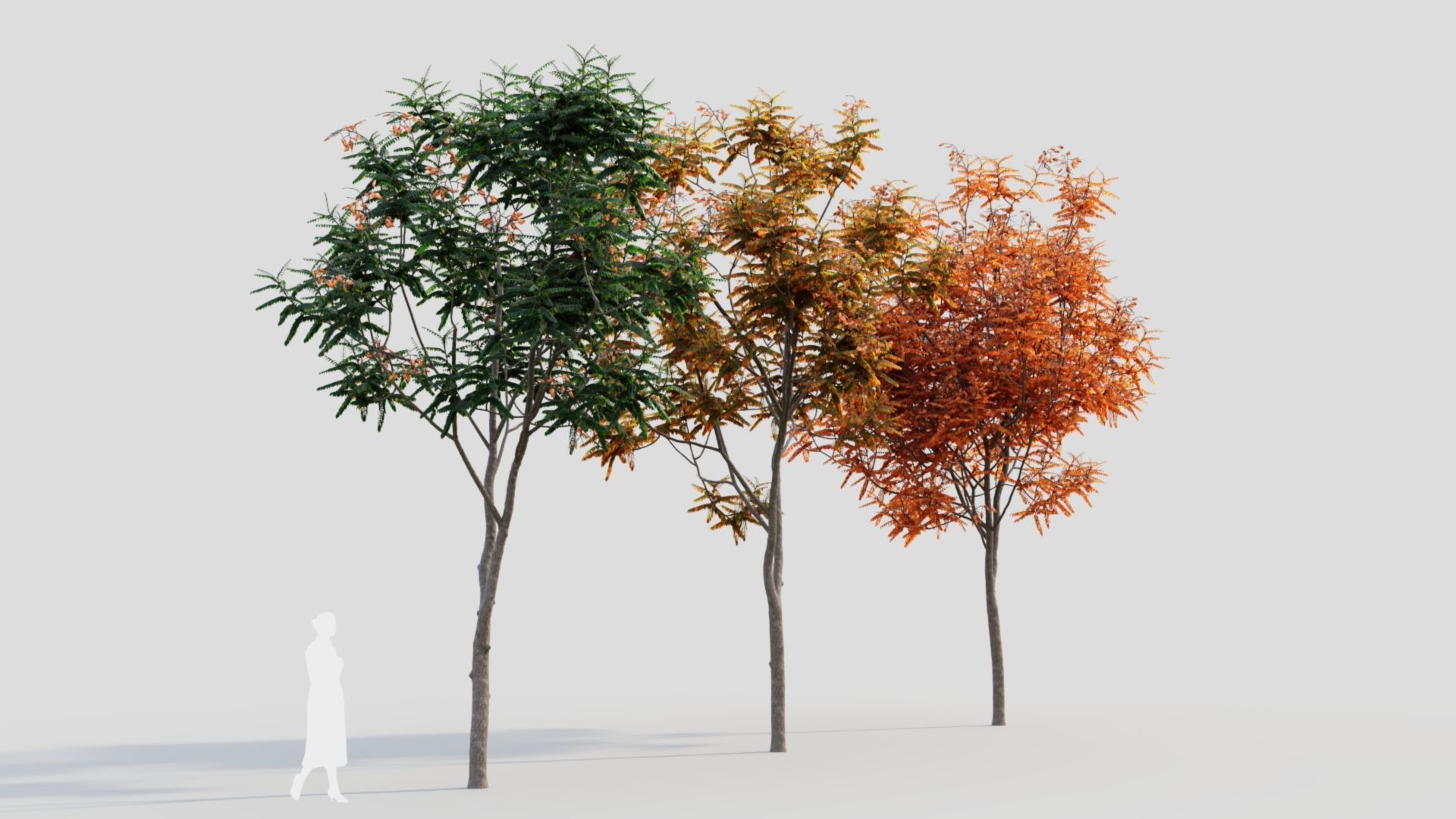 Koelreuteria paniculata a 3D model_7