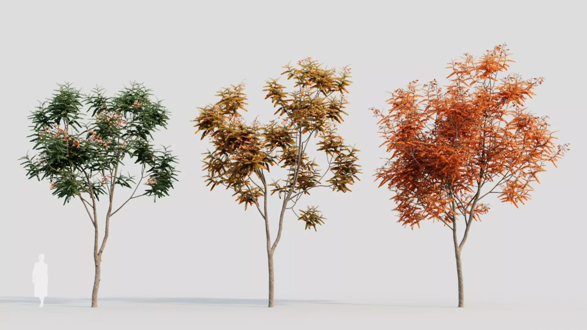 Koelreuteria paniculata a 3D model_0