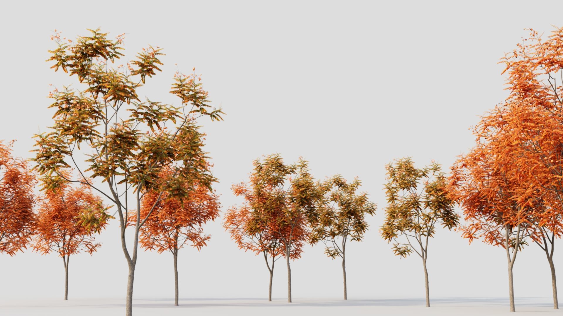 Koelreuteria paniculata a 3D model_3