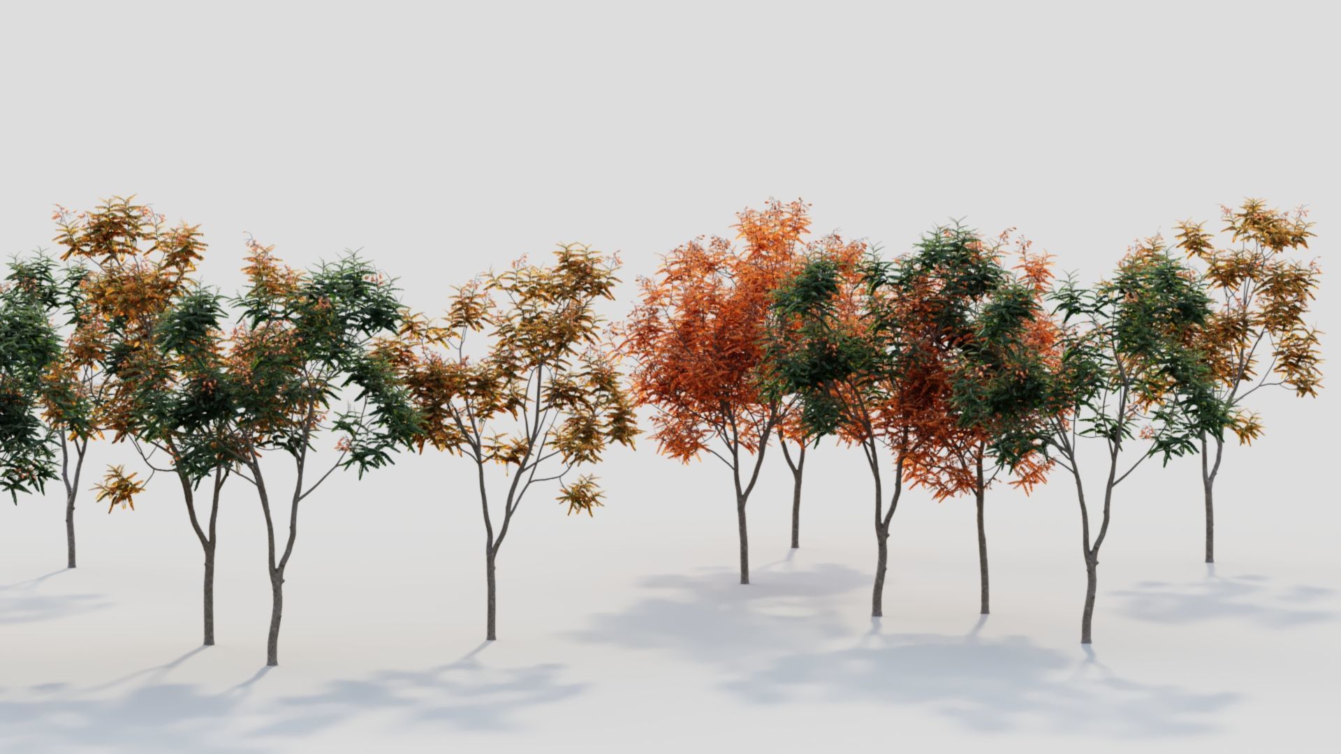 Koelreuteria paniculata a 3D model_1