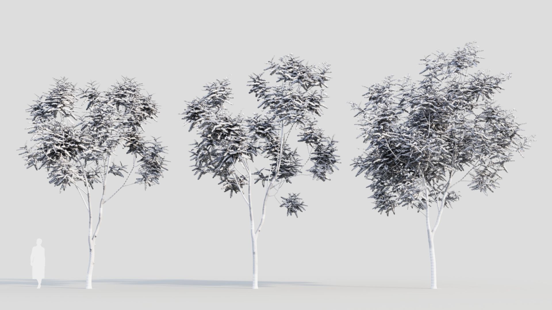 Koelreuteria paniculata a 3D model_4