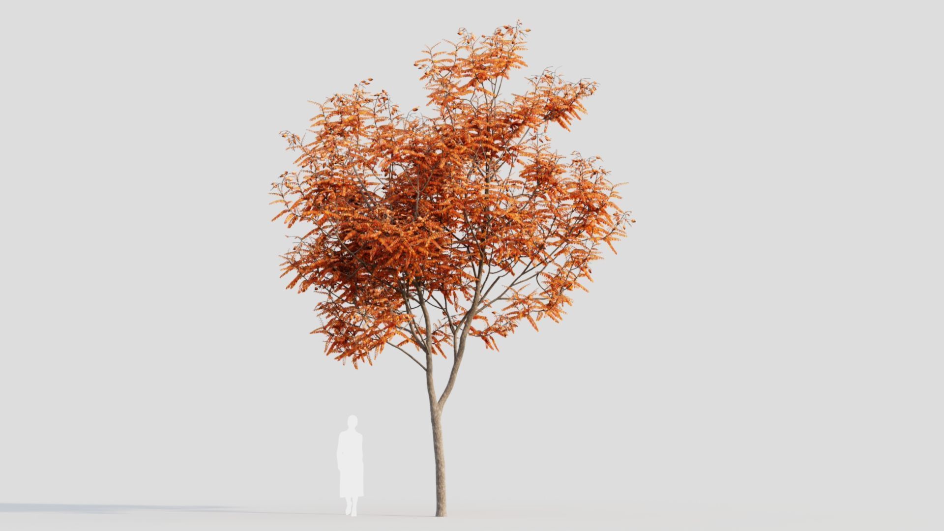 Koelreuteria paniculata a 3D model_11