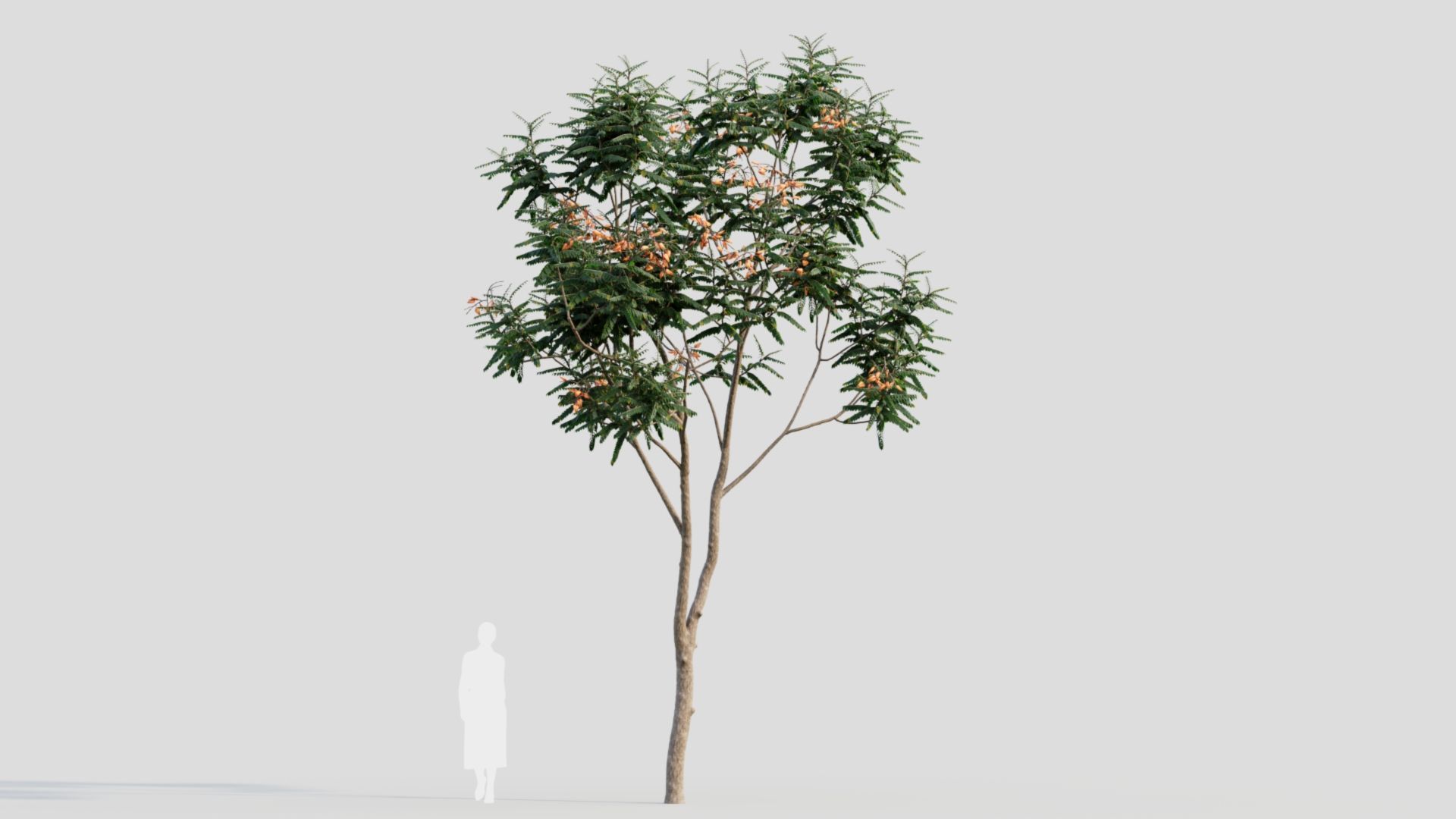 Koelreuteria paniculata a 3D model_9