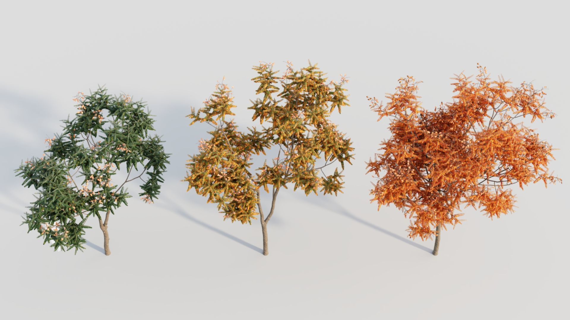 Koelreuteria paniculata a 3D model_6