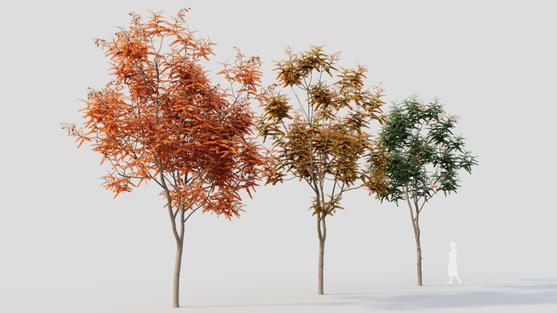 Koelreuteria paniculata a 3D model_8
