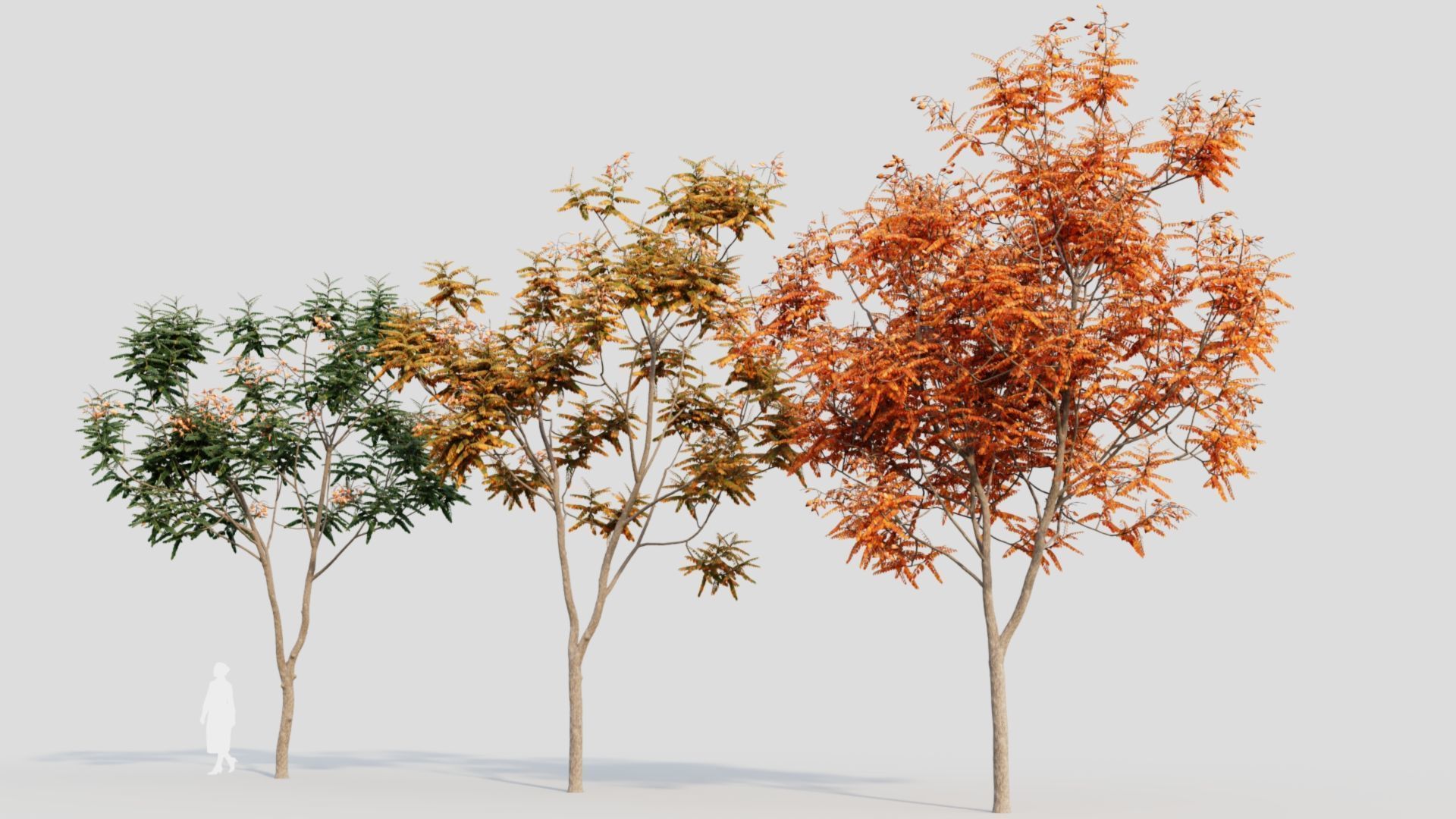 Koelreuteria paniculata a 3D model_5